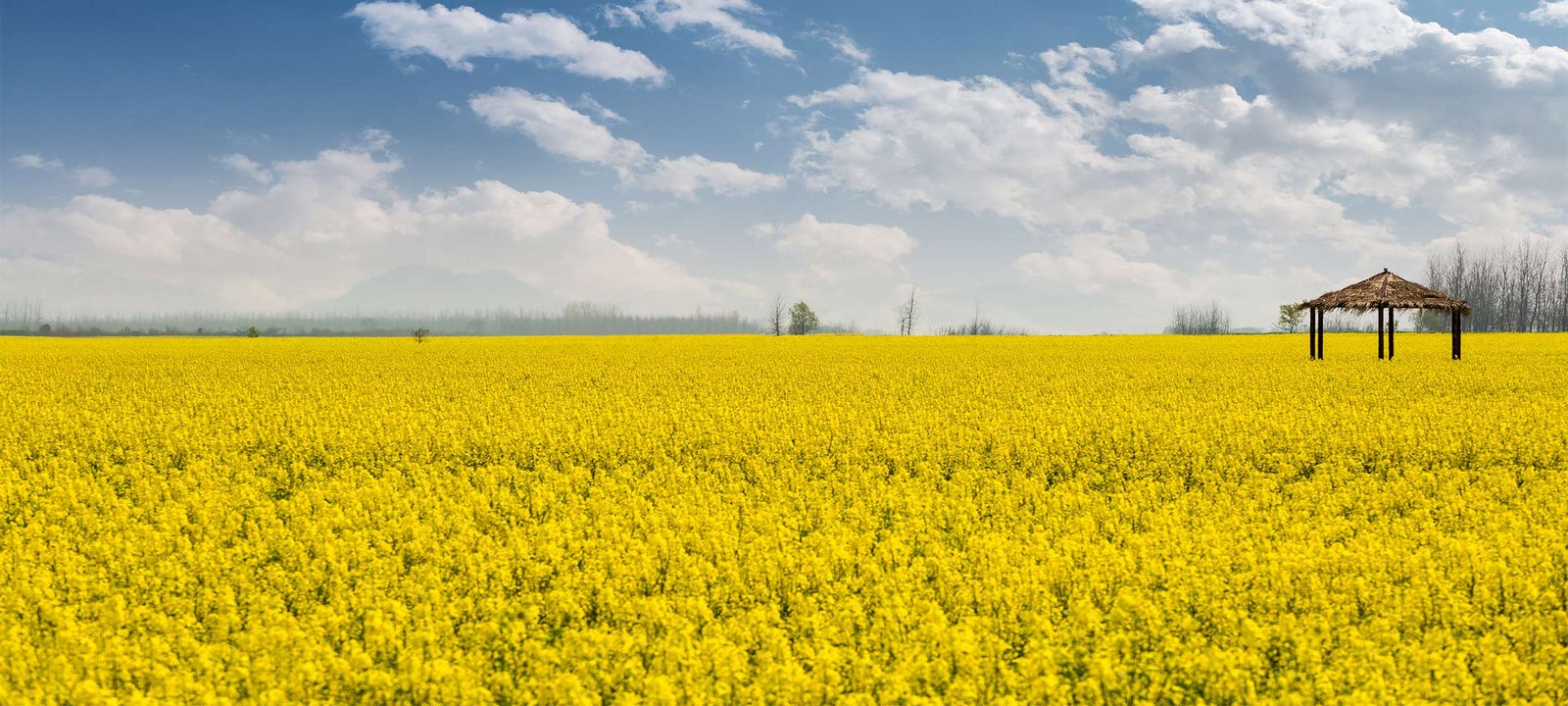 Read more about the article The History of Mustard Oil